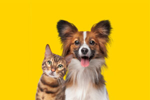 A dog and a cat together, healthy with reishi supplements
